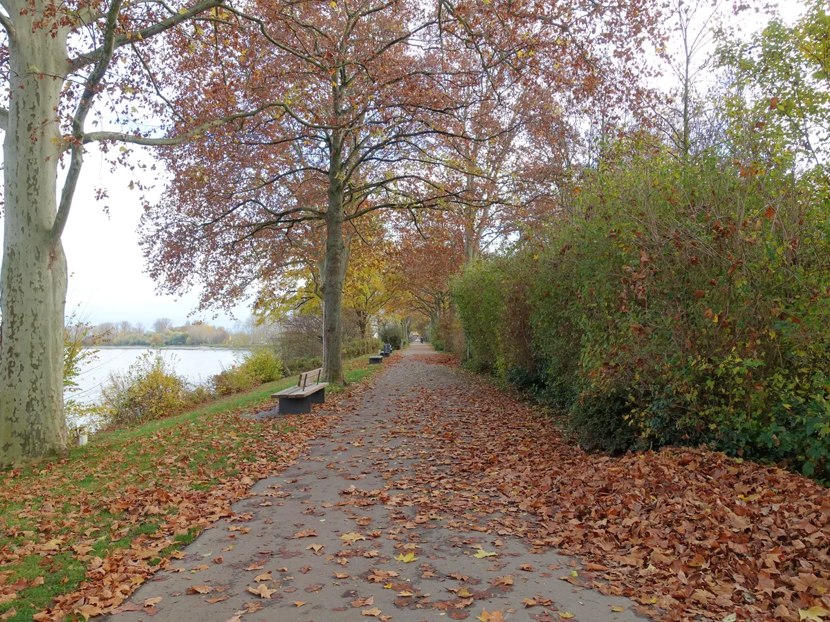 A leaf-covered path along the Rhine promenade in Speyer under autumn trees with the water glimpsed at the left.