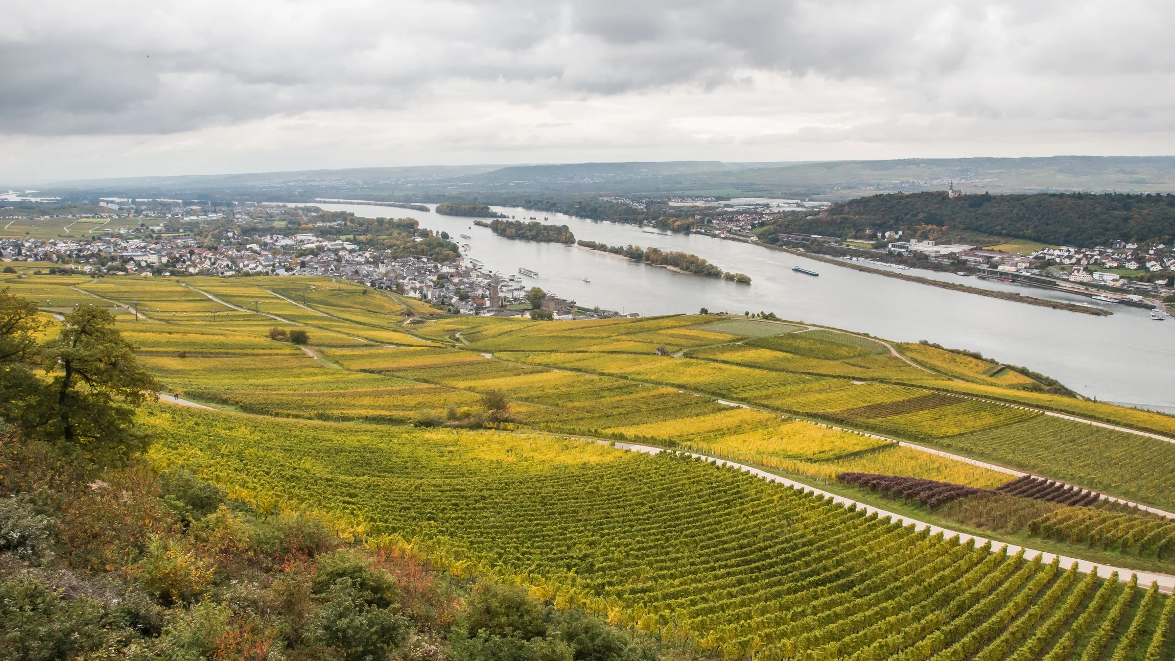 A vineyard slope above the Rhine near Rüdesheim in autumn colour, with the river and town below.