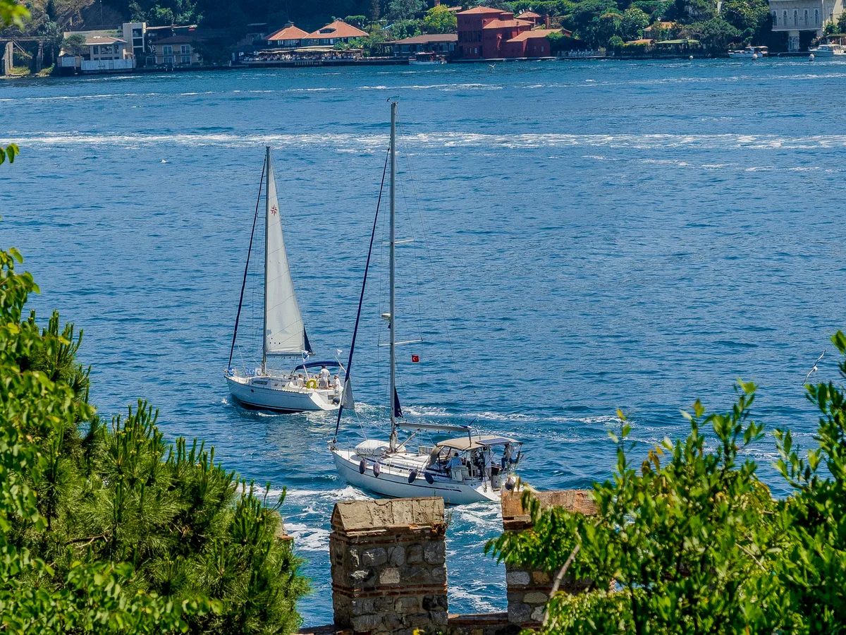 Two sailing yachts crossing the strait of the Bosphorus framed by pine branches with shore buildings along the top.