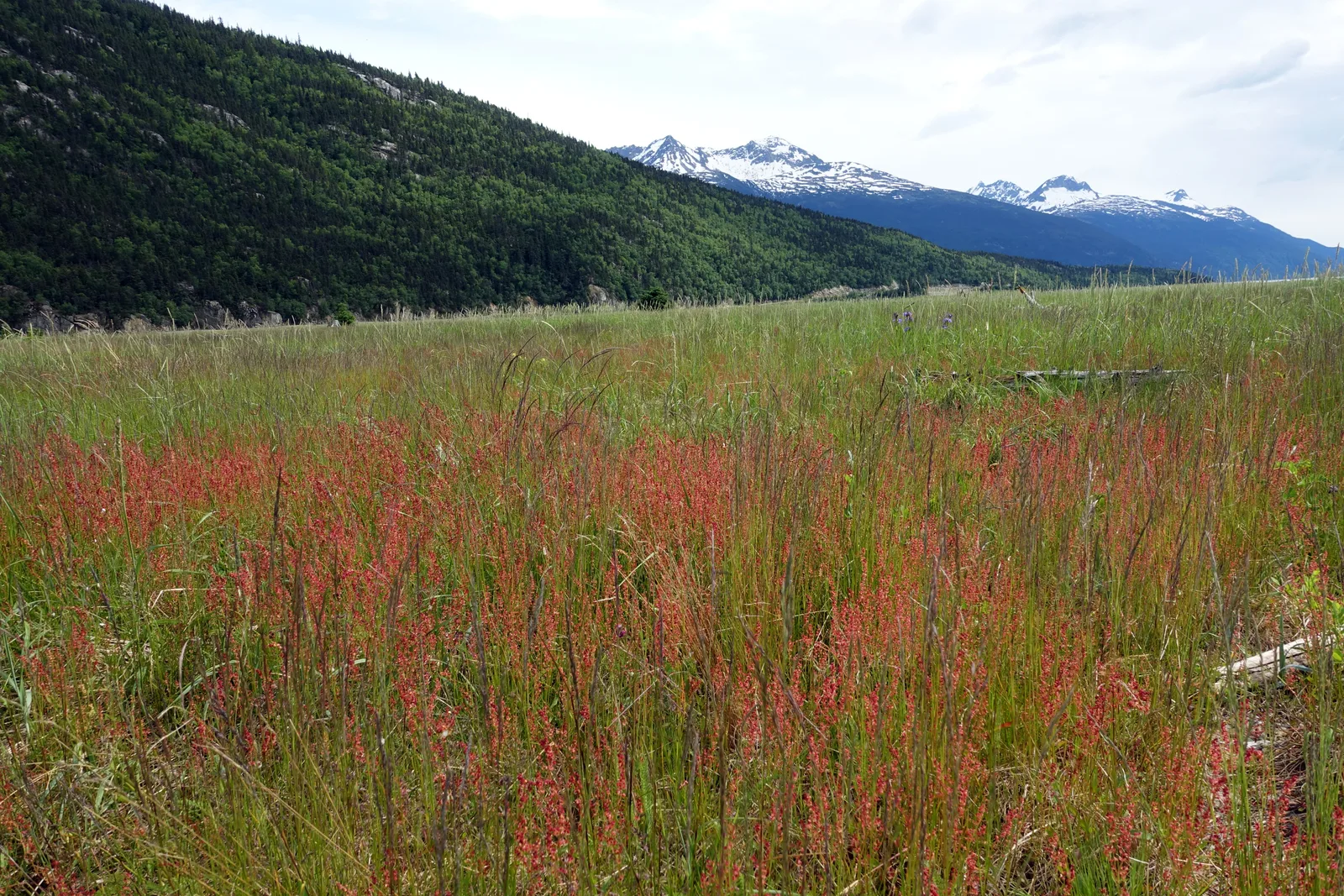 Red-tinted grasses on tidal flats at Dyea with snowcapped mountains in the background.