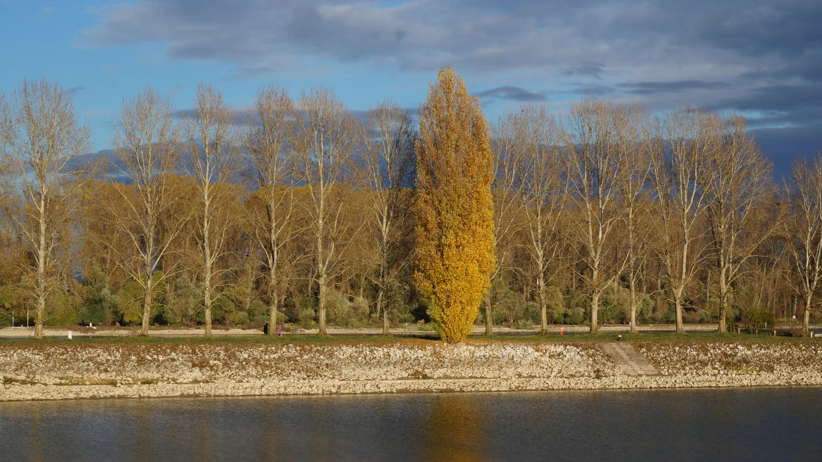 A grove of golden poplar trees on the Speyer Rhine bank with the river and a low hill beyond in autumn light.