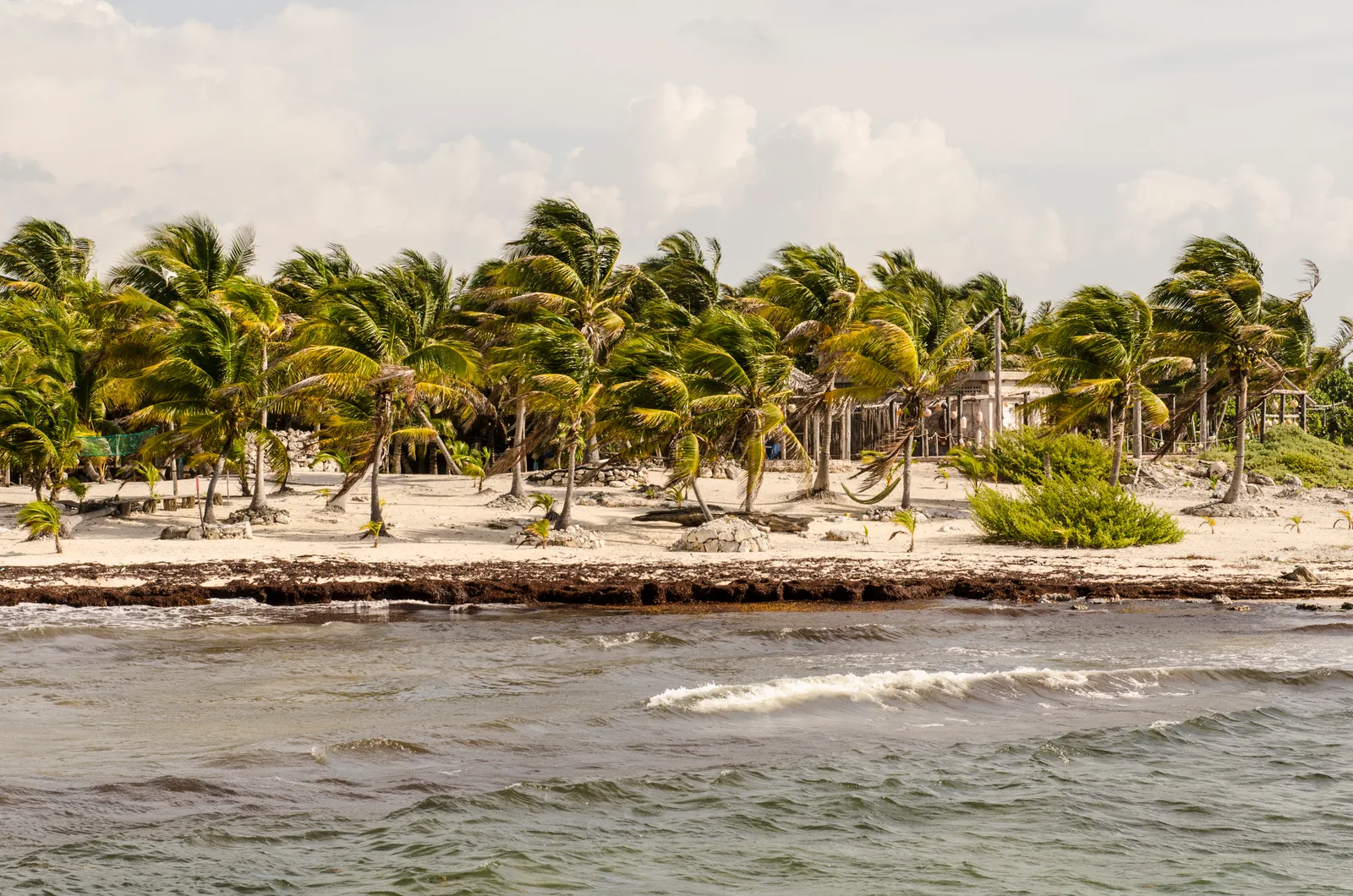 Windswept coconut palms on a white-sand shore at Costa Maya with surf in the foreground.