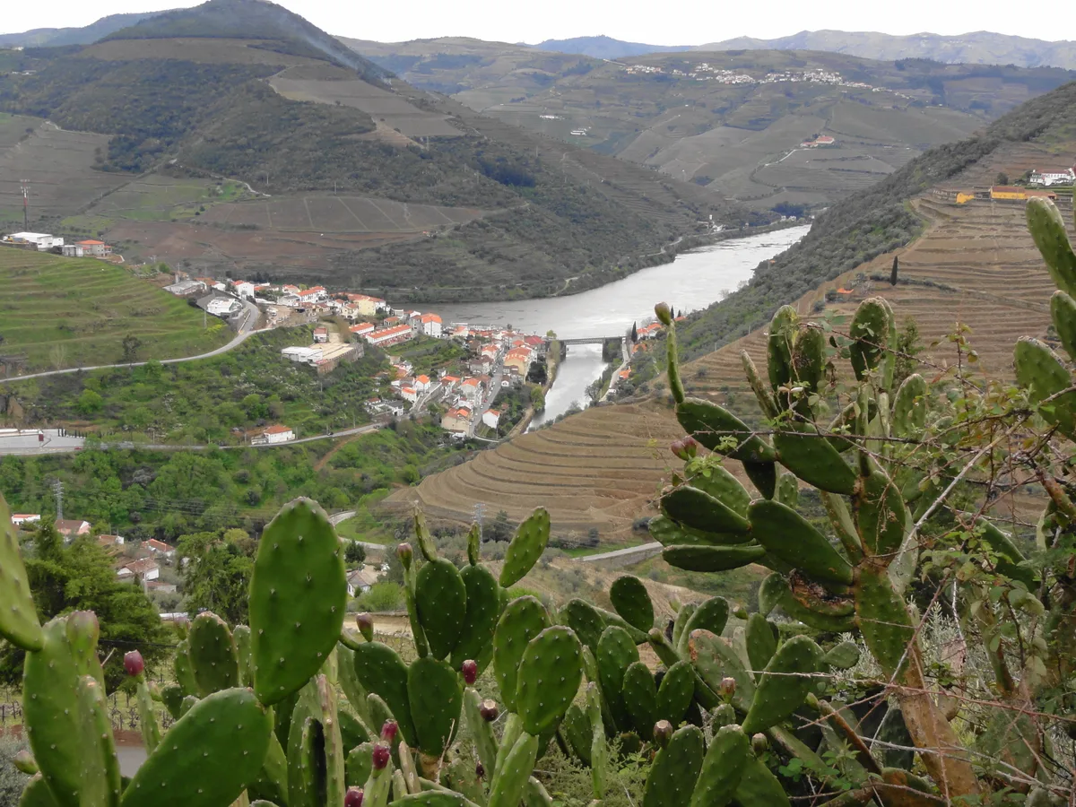 A view over cactus leaves to Pinhão beside the Douro with terraced vineyards on the hills on both sides.